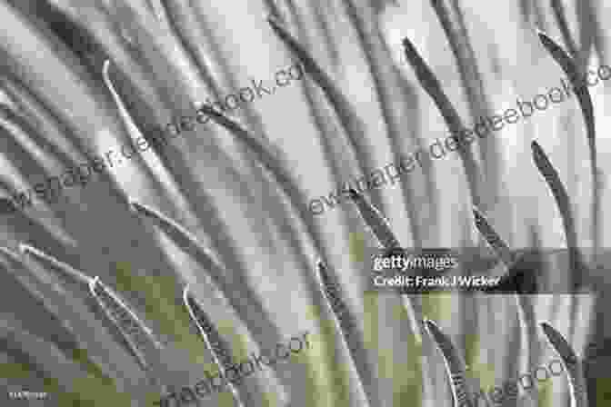 A Close Up Of The Rare And Endangered Silversword Plant, With Its Distinctive Silvery Leaves And Vibrant Blooms. Silversword Phyllis A Whitney