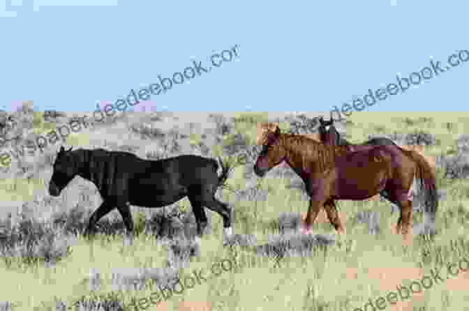 A Group Of Mustang Horses Grazing In A Protected Area, Surrounded By A Fence Mustang Horse: Fun Facts On Horses For Kids #7