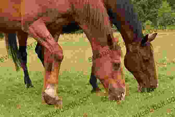 A Herd Of Mustang Horses Grazing Together In A Meadow Mustang Horse: Fun Facts On Horses For Kids #7