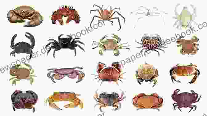 A Variety Of Crabs In Different Shapes And Sizes, From Tiny Pea Crabs To Giant Spider Crabs. Crab: Fun Facts On Water Animals For Kids #10