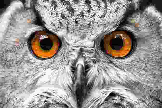 An Owl's Eyes Are Located On The Front Of Its Head, Which Gives It A Wide Field Of Vision. Owl: Fun Facts On Birds For Kids #11